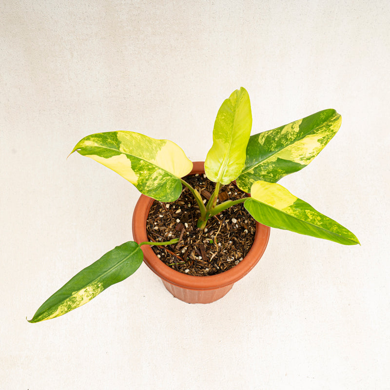 Philodendron Domesticum Variegated