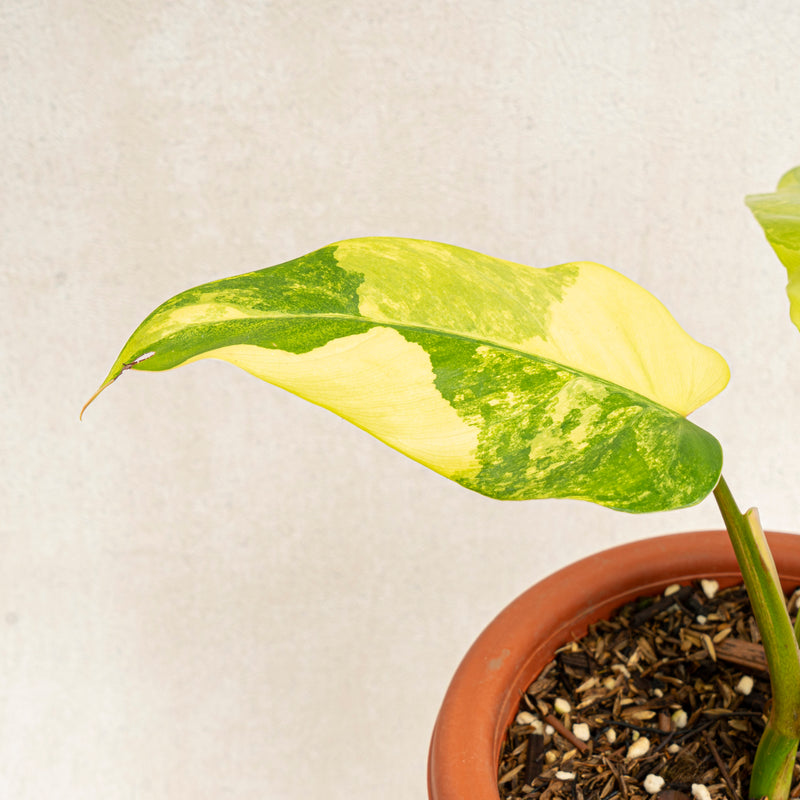 Philodendron Domesticum Variegated