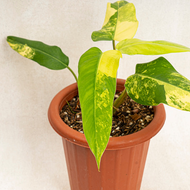 Philodendron Domesticum Variegated