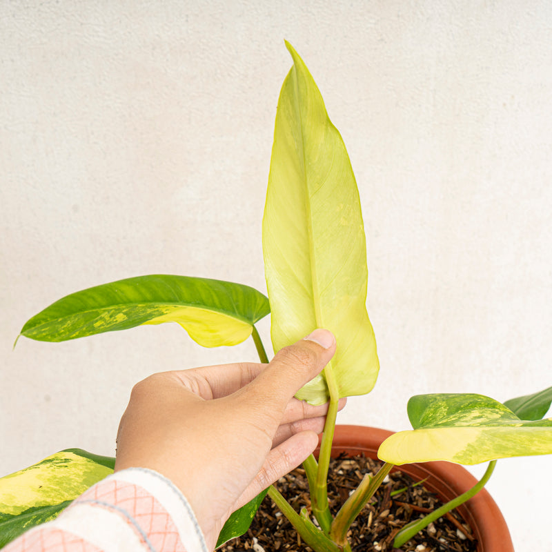 philodendron domesticum variegata for sale Philodendron domesticum 'Variegata'