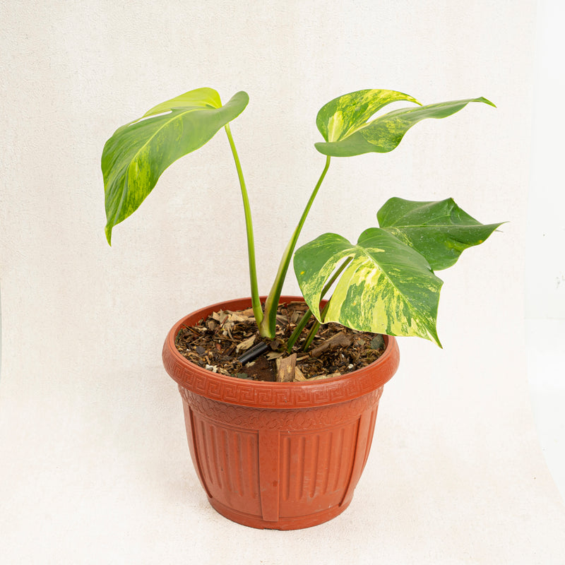 Monstera marmorata variegated