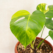 Monstera marmorata variegated