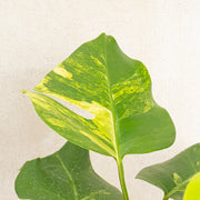 Monstera marmorata variegated