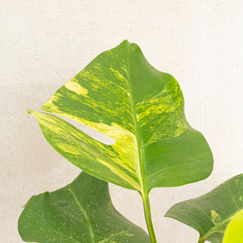 Monstera marmorata variegated