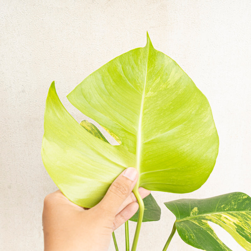 Monstera marmorata variegated