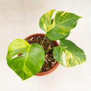 Monstera marmorata variegated