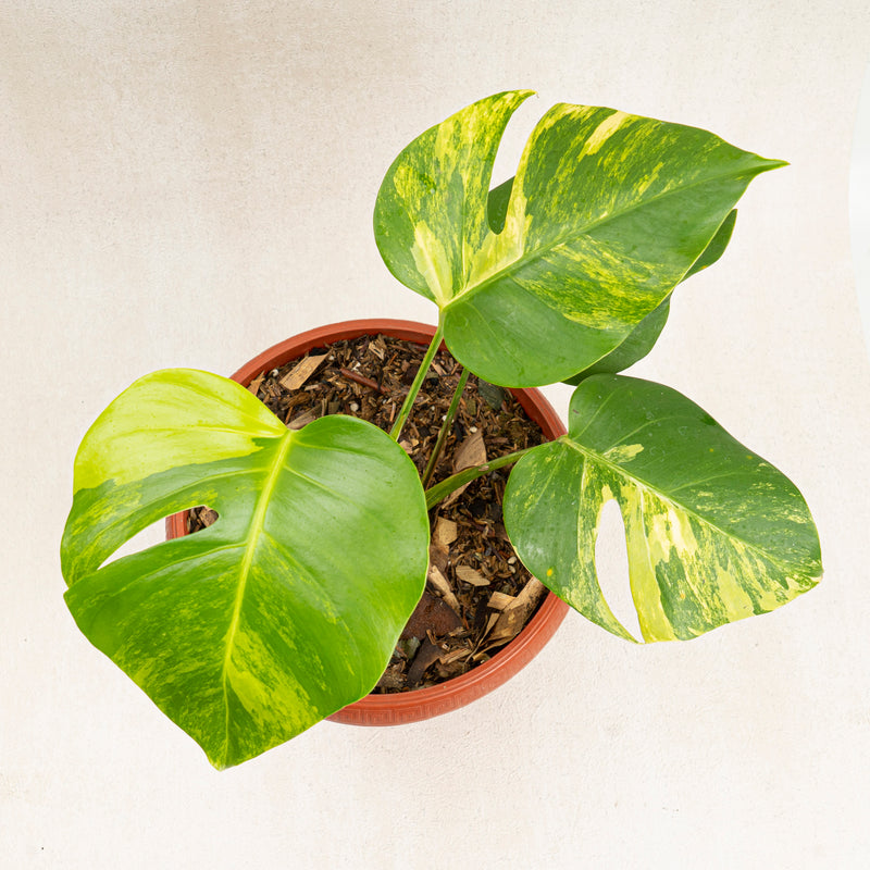 Monstera marmorata variegated