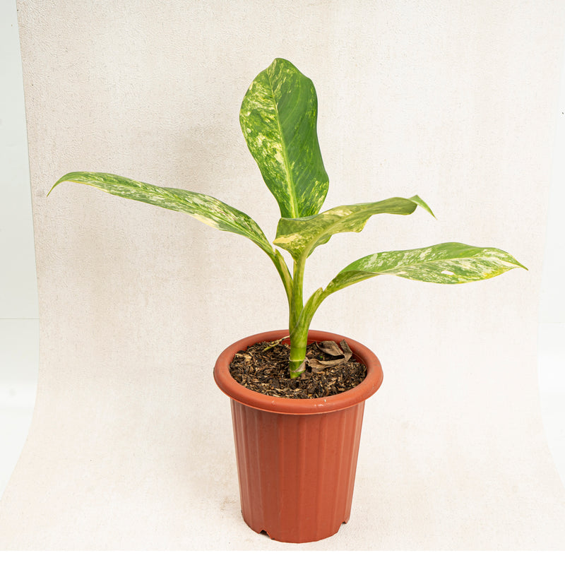 Dieffenbachia yellow variegated
