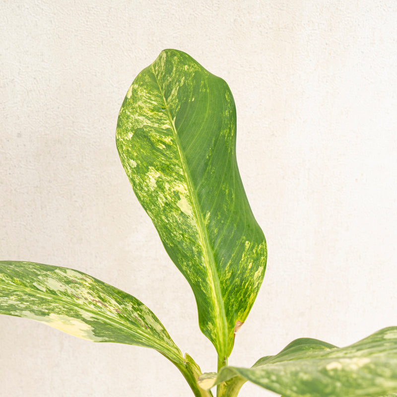 Dieffenbachia yellow variegated