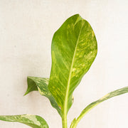 Dieffenbachia yellow variegated