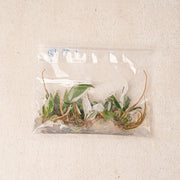 Tissue Culture - Philodendron White knight (5 Plants)