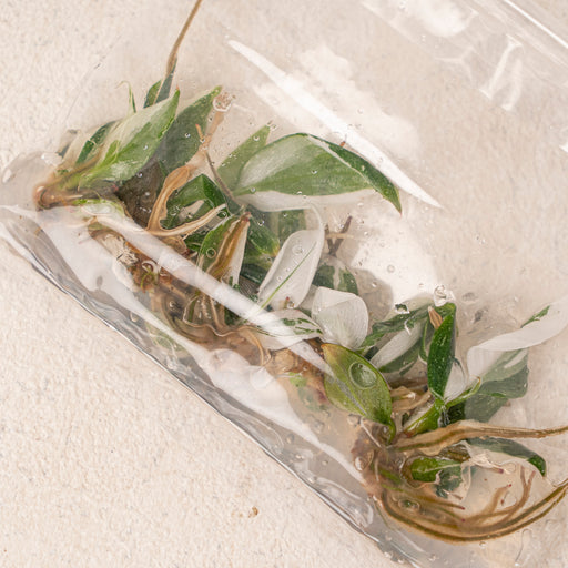 Tissue Culture - Philodendron White knight (5 Plants)