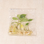 Tissue Culture - Alocasia Scalfrum (5 Plants)