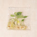 Tissue Culture - Alocasia Scalfrum (5 Plants)