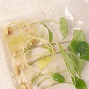 Tissue Culture - Alocasia Scalfrum (5 Plants)