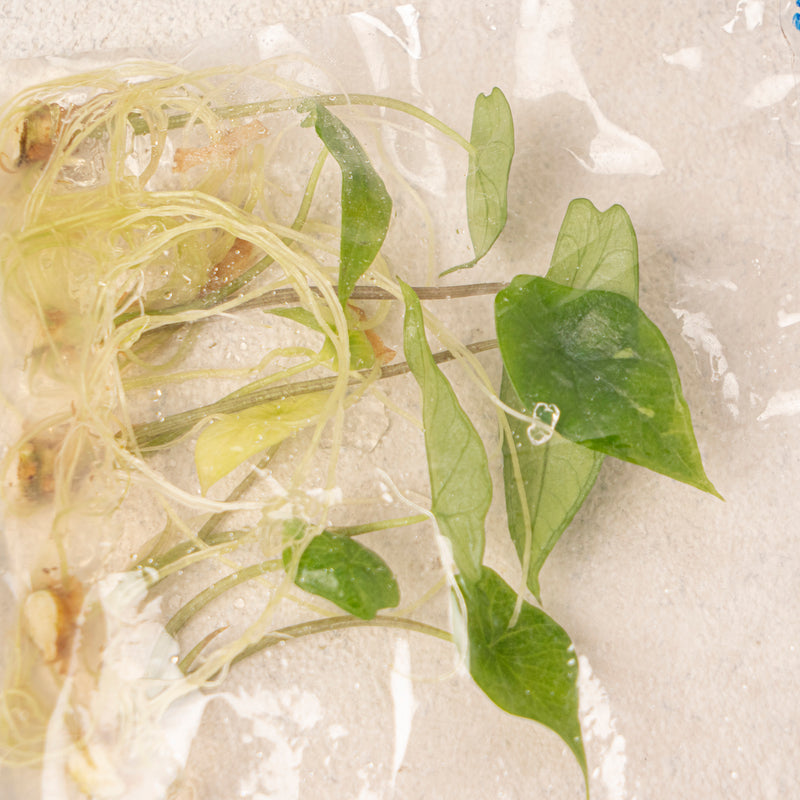 Tissue Culture - Alocasia Scalfrum (5 Plants)