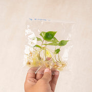 Tissue Culture - Alocasia Scalfrum (5 Plants)