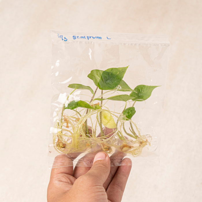 Tissue Culture - Alocasia Scalfrum (5 Plants)