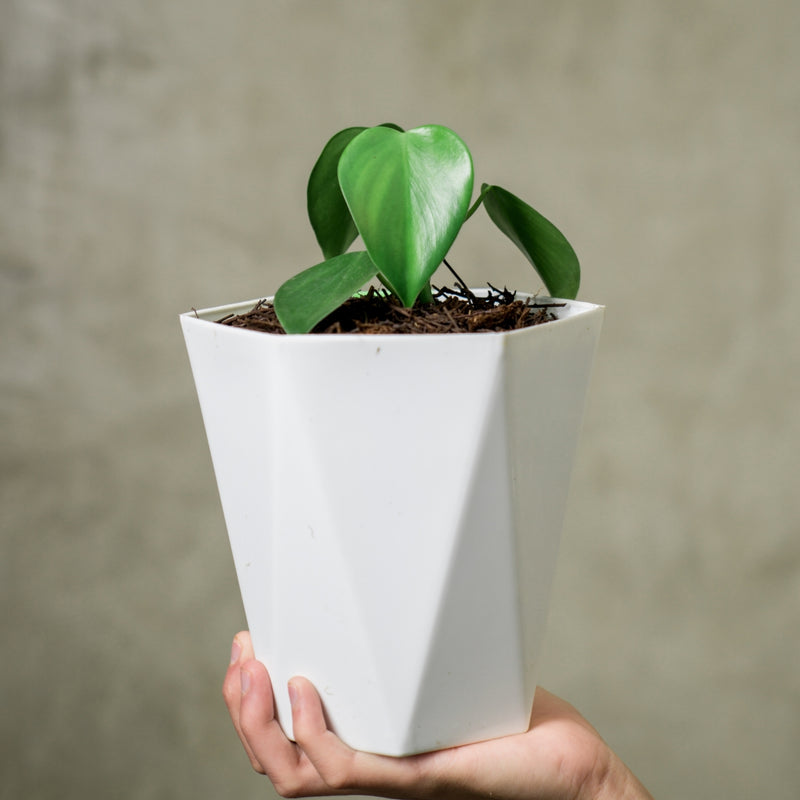 Philodendron Moocrostictum