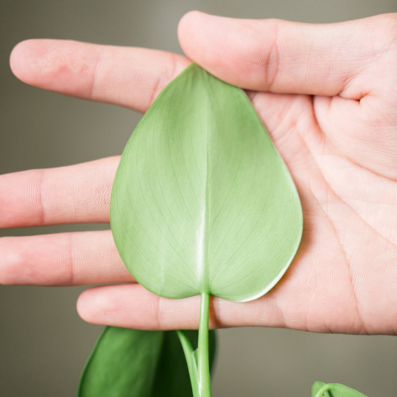 Philodendron Moocrostictum