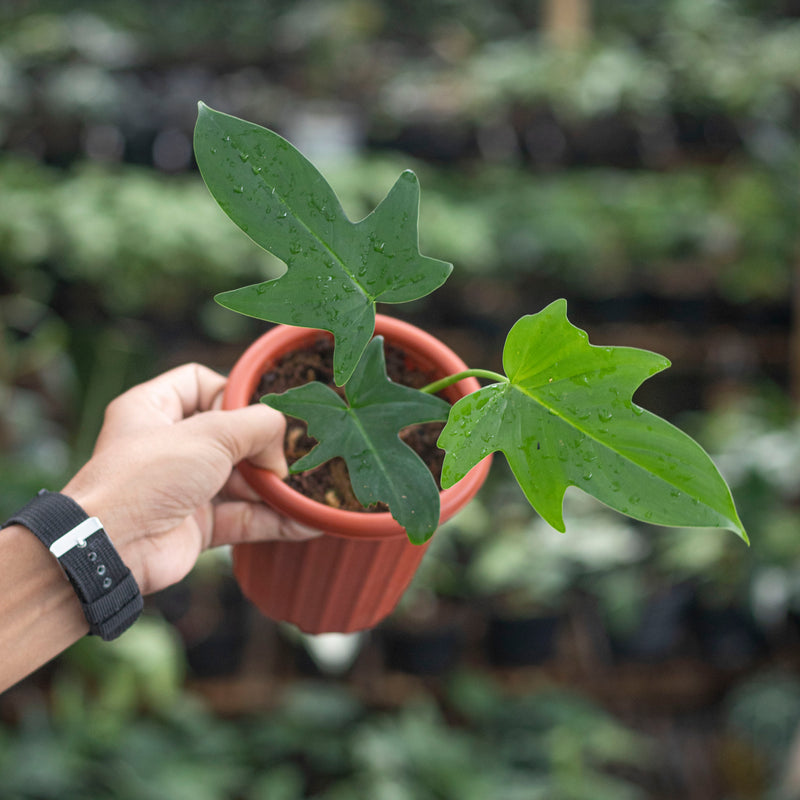 Philodendron Pedatum