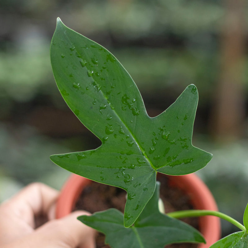 Philodendron Pedatum