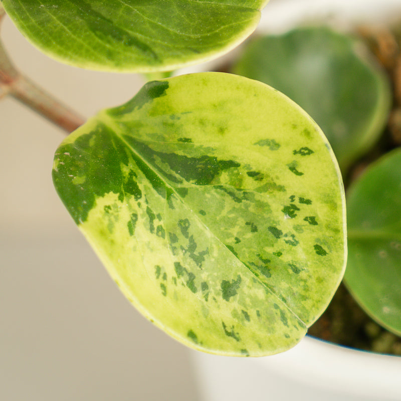 Peperomia Obtusifolia Variegated