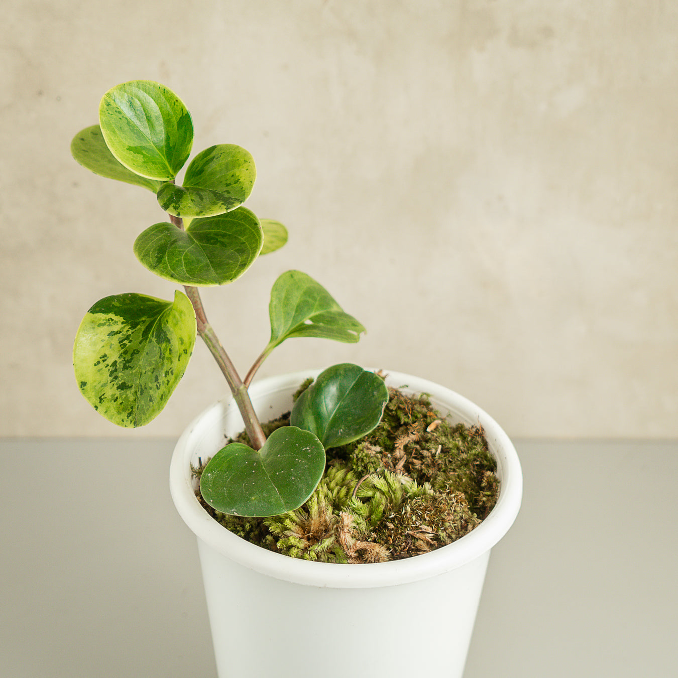 Peperomia