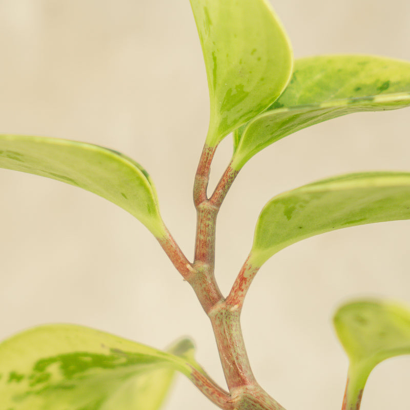 Peperomia Obtusifolia Variegated