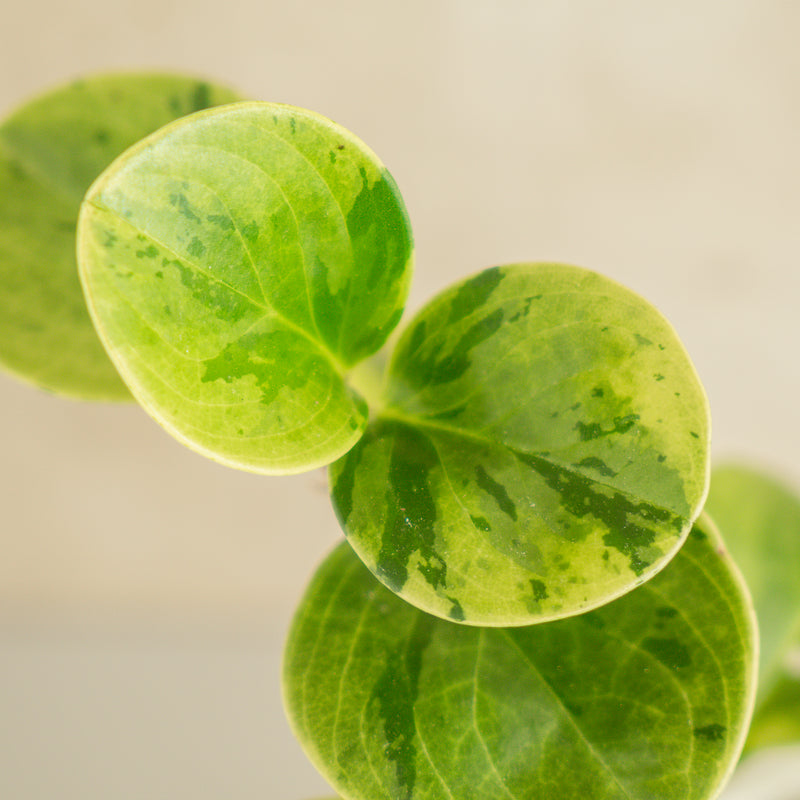 Peperomia Obtusifolia Variegated