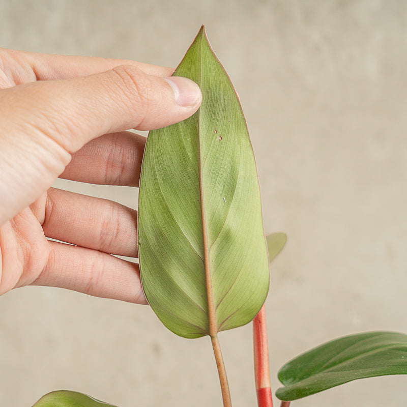 Philodendron Erubescens