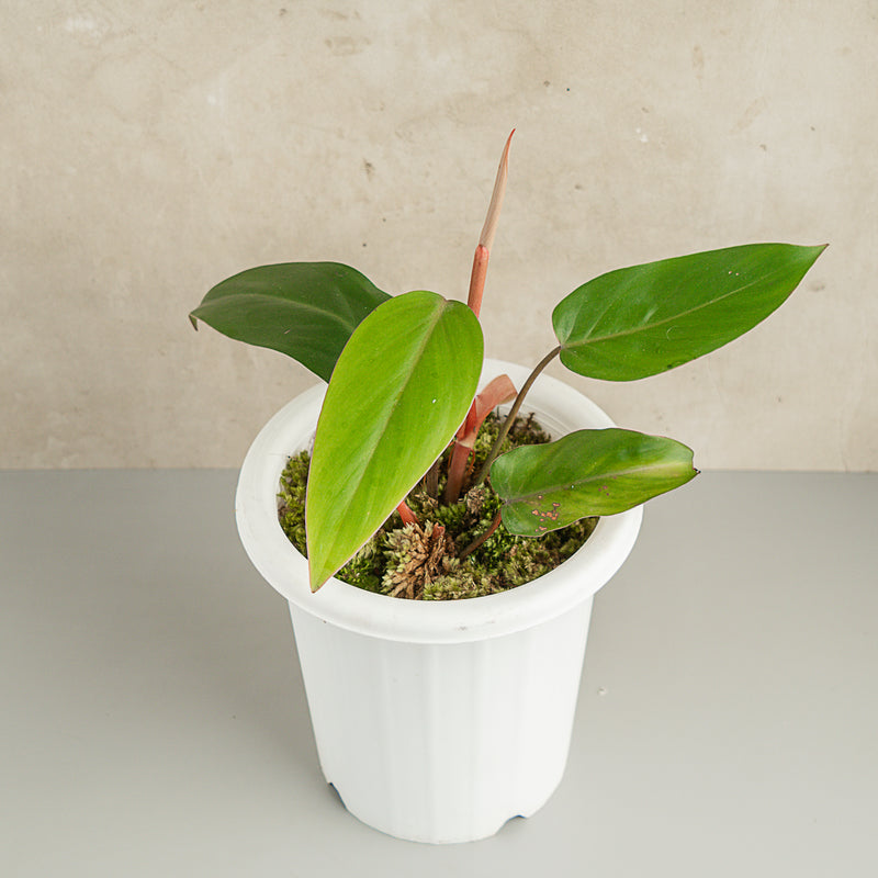 philodendron erubescens Philodendron Erubescens — Aroidasia