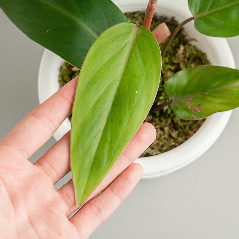 philodendron erubescens Philodendron Erubescens — Aroidasia