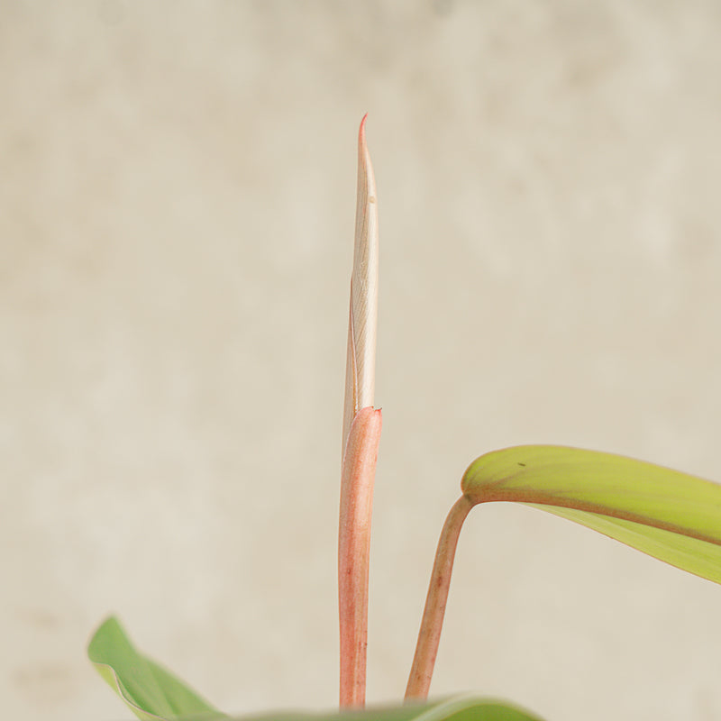 Philodendron Erubescens