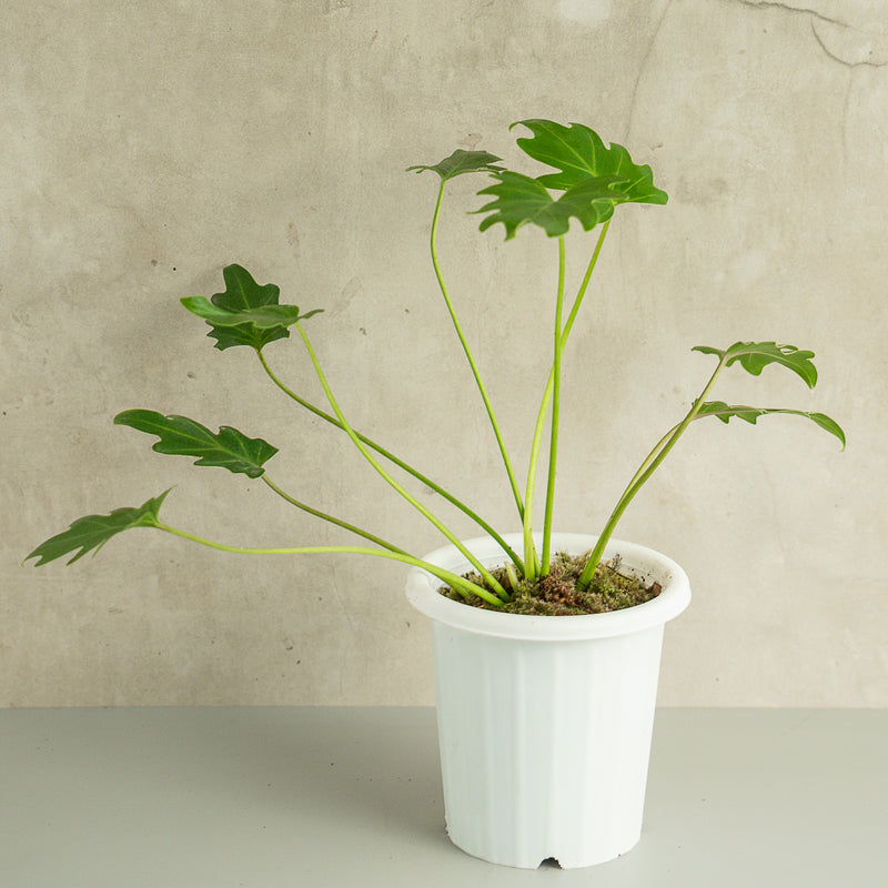 Philodendron Green Xanadu