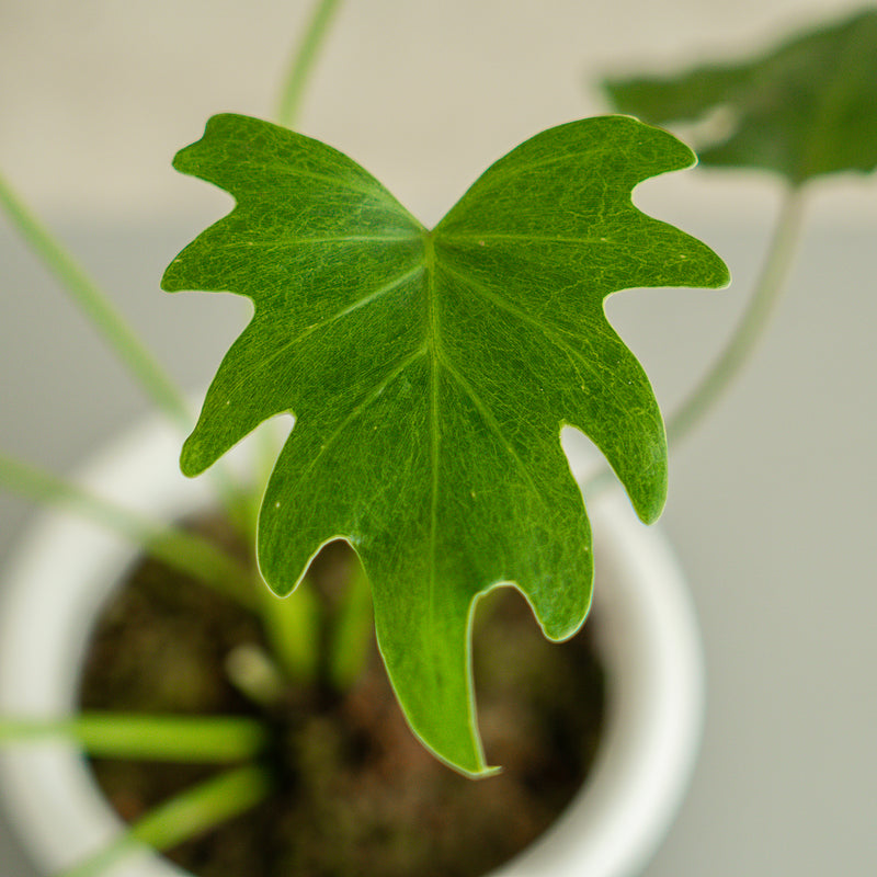 Philodendron Green Xanadu