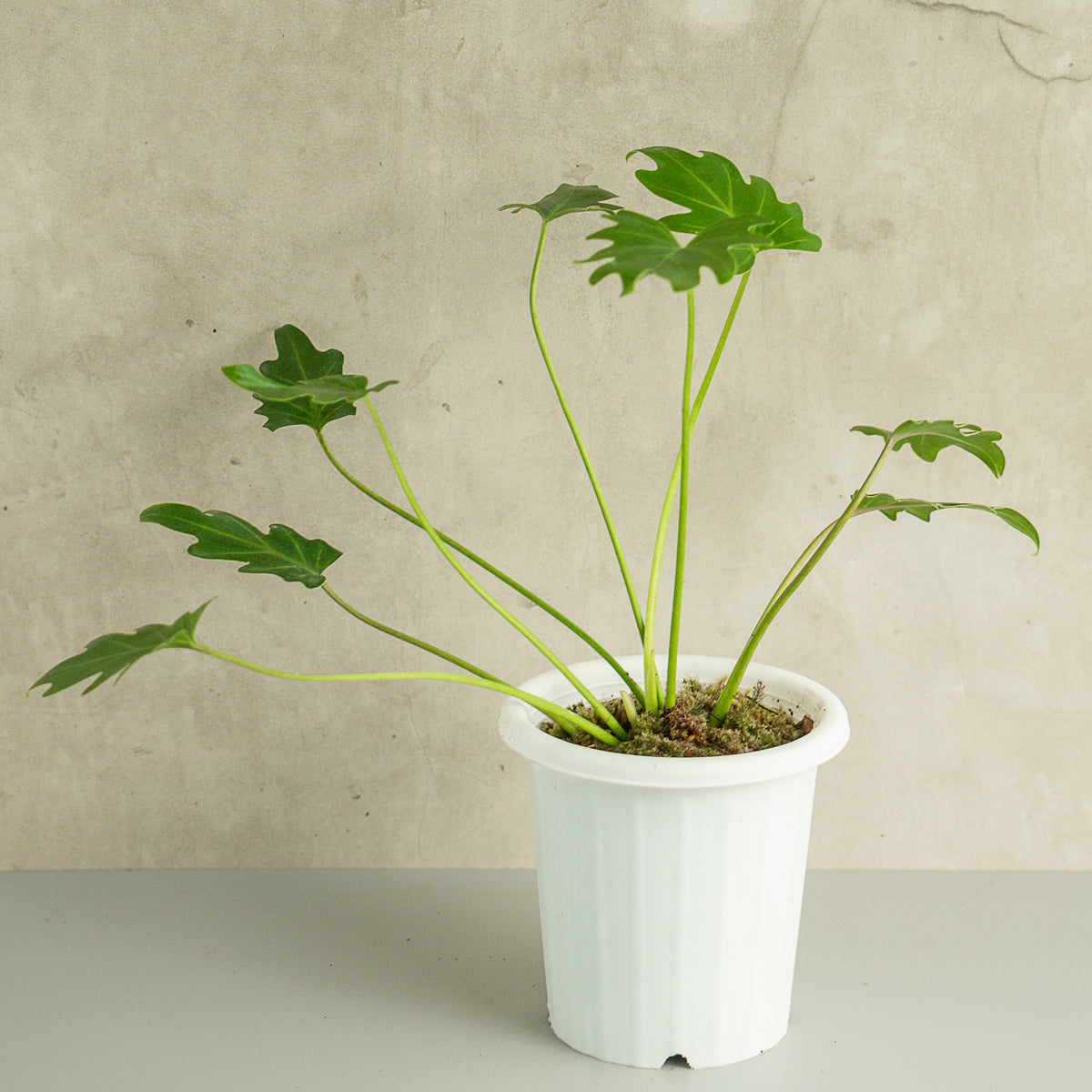 philodendron green xanadu Philodendron Green Xanadu — Aroidasia