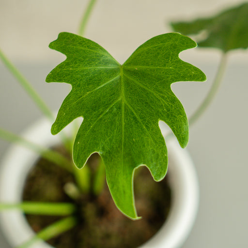 philodendron green xanadu Philodendron Green Xanadu — Aroidasia
