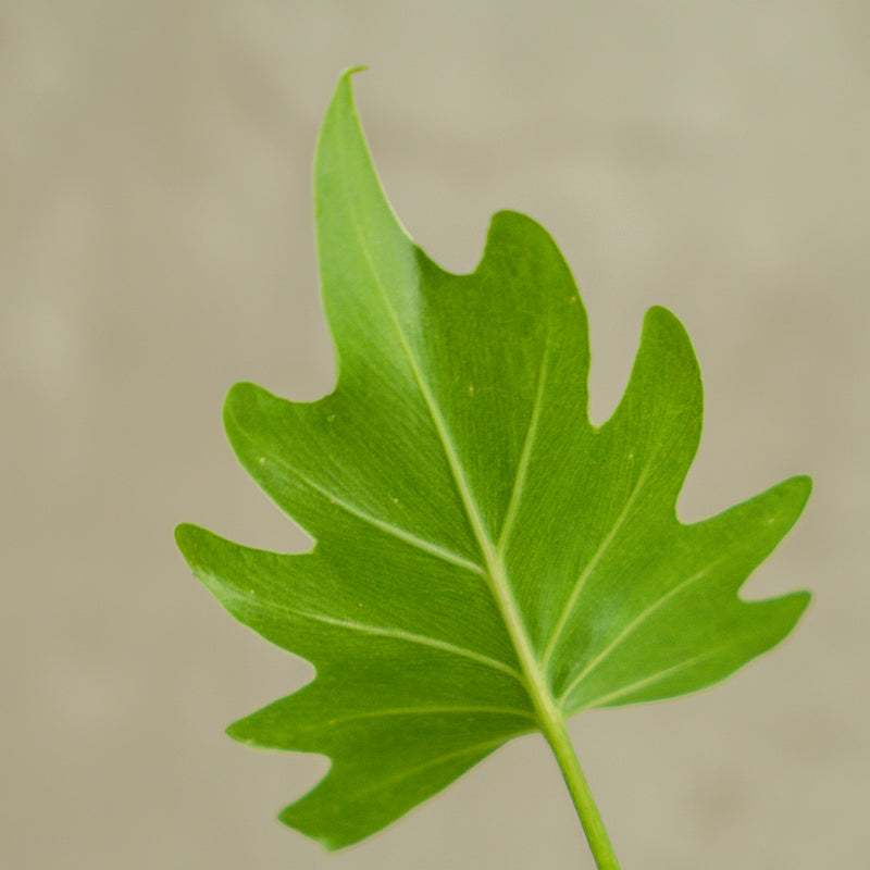 Philodendron Green Xanadu