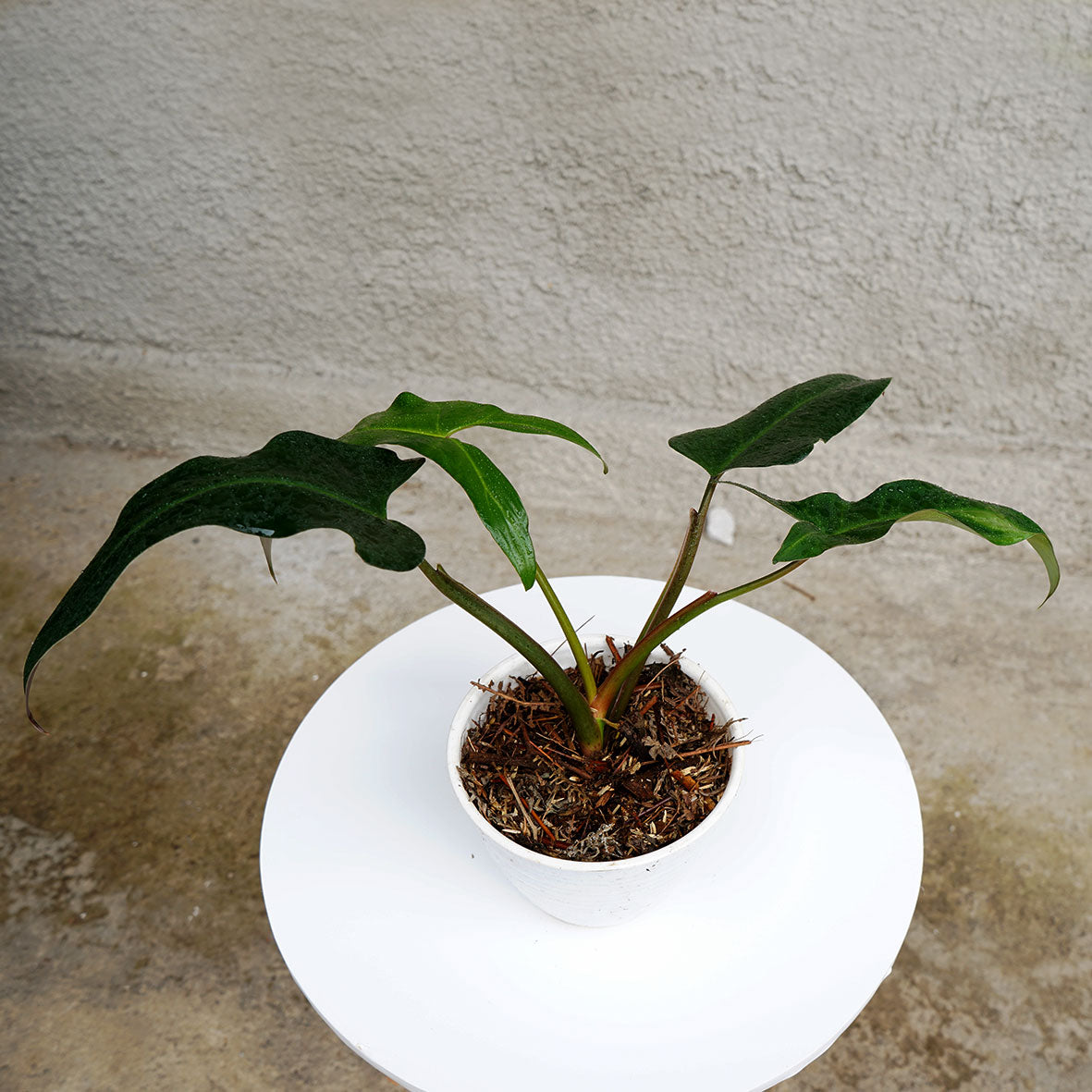 anthurium mexicanum Philodendron Mexicanum — Aroidasia