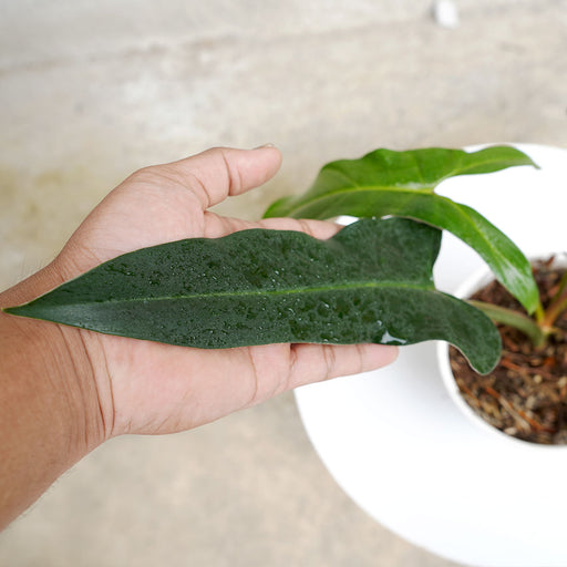 mexican philodendron Philodendron Mexicanum — Aroidasia