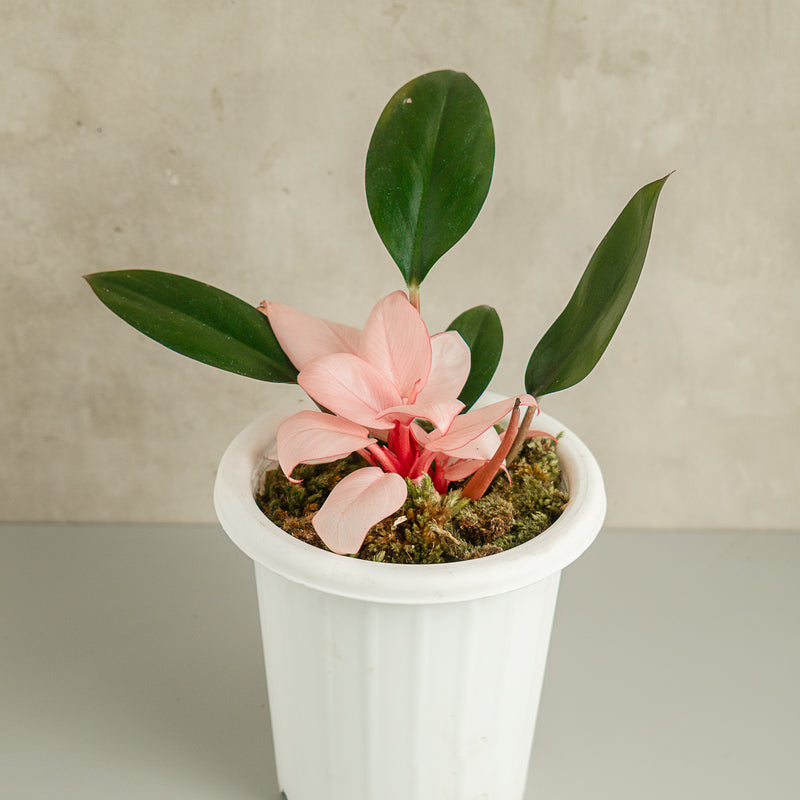 Philodendron Pink Congo