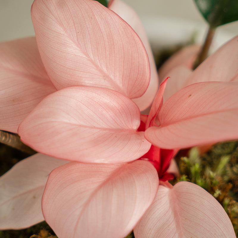 philodendron congo pink Philodendron Pink Congo