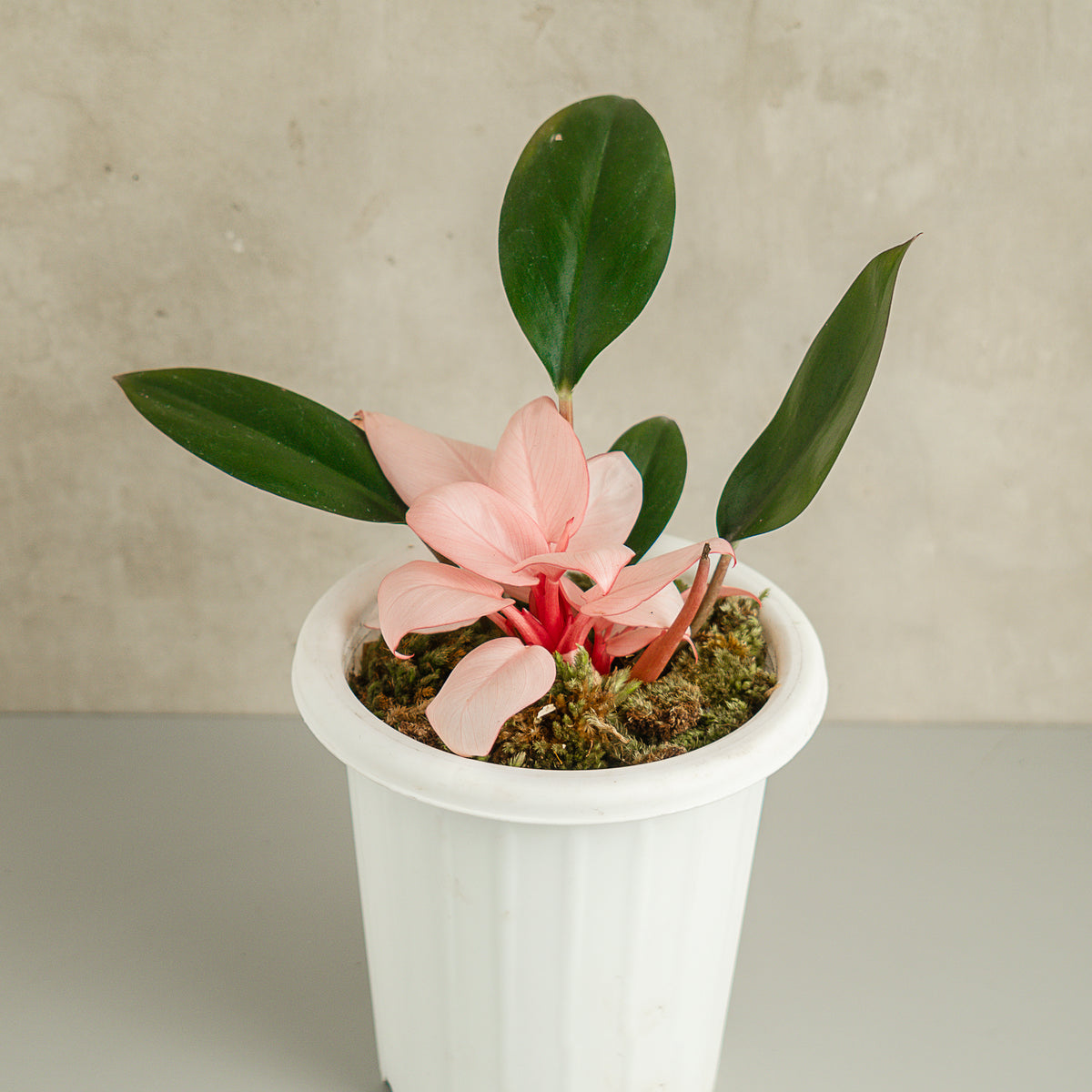 buy pink congo philodendron Philodendron Pink Congo — Aroidasia