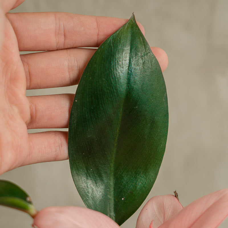 Philodendron Pink Congo