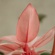 philodendron pink congo Philodendron Pink Congo — Aroidasia