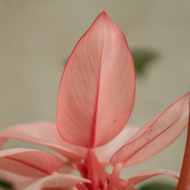 Philodendron Pink Congo