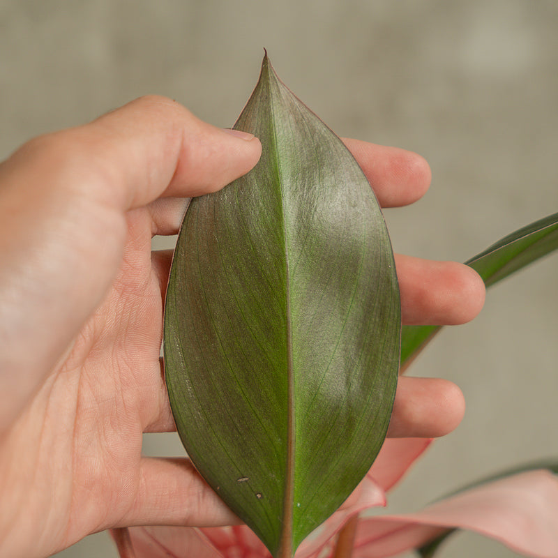 buy pink congo philodendron Philodendron Pink Congo — Aroidasia