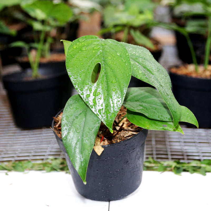 Raphidophora Pertusa