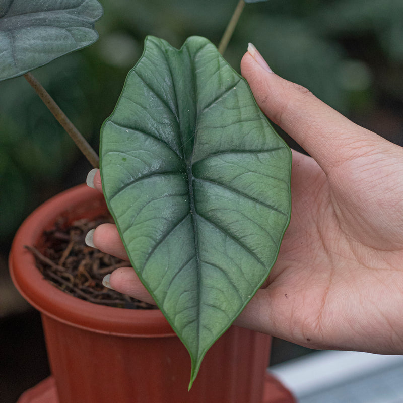 Alocasia Bisma